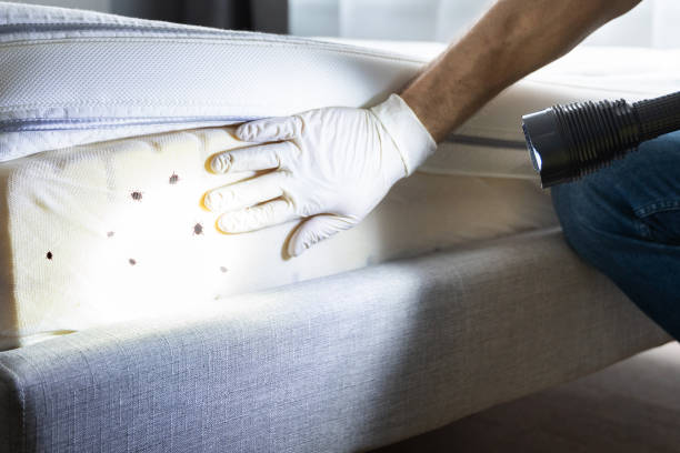 Best Residential Pest Control  in New Hyde Park, NY