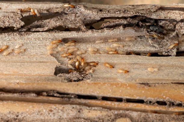 Pest Control for Restaurants in New Hyde Park, NY
